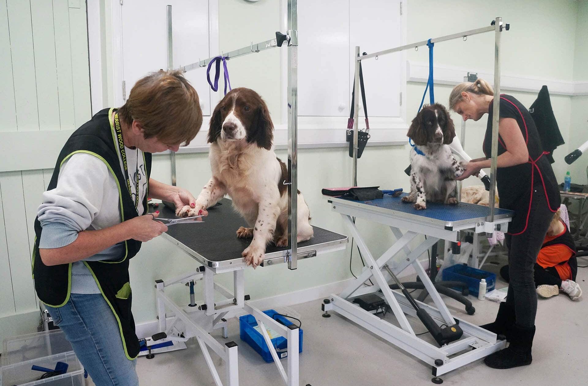 dogs being groomed