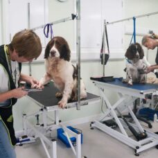 dogs being groomed