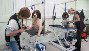dogs being groomed