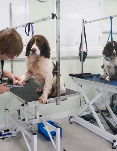 dogs being groomed