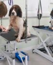 dogs being groomed