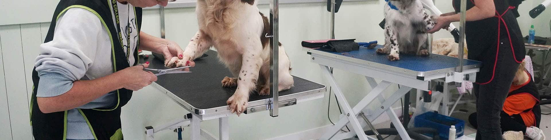 dogs being groomed