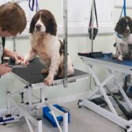 dogs being groomed