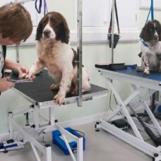 dogs being groomed