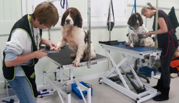 dogs being groomed
