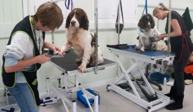 dogs being groomed
