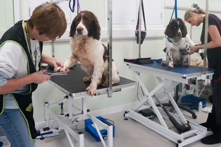 dogs being groomed