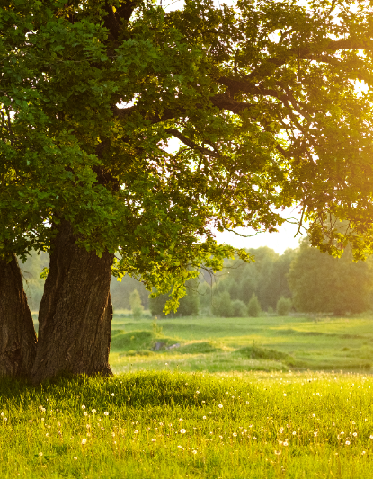 Arboriculture (Tree Management) Level 4 Award and Certificate ...